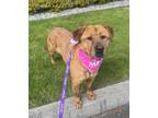 Adopt Lady a Red/Golden/Orange/Chestnut Golden Retriever / Labrador Retriever /