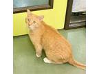 Adopt Thaddeus a Domestic Shorthair / Mixed cat in Evergreen, CO (41561167)