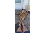 Adopt Daisy a Tan/Yellow/Fawn - with White Shepherd (Unknown Type) / Mastiff /