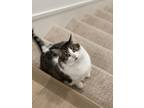 Adopt Butters a White (Mostly) Tabby / Mixed (medium coat) cat in Rancho Mission