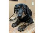 Adopt Cloud a Black - with Brown, Red, Golden, Orange or Chestnut Labrador