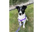 Adopt Danny Boy a Black - with White Border Collie / Labrador Retriever / Mixed