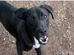 Adopt Aaron a Black - with White English Pointer / Labrador Retriever / Mixed
