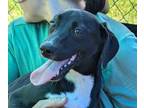 Adopt Gretchen a Black - with White English Pointer / Labrador Retriever / Mixed