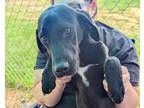 Adopt Damien a Black - with White English Pointer / Labrador Retriever / Mixed