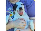 Adopt Regina a White - with Black English Pointer / Labrador Retriever / Mixed