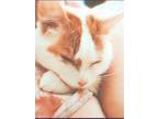Adopt Squeeky a Orange or Red Tabby Tabby / Mixed (medium coat) cat in San