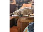 Adopt plushy a Cream or Ivory Siamese / Mixed (medium coat) cat in Vista
