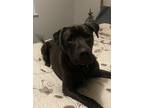 Adopt Daisy a Brindle Labrador Retriever / Australian Cattle Dog / Mixed dog in