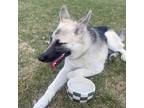 Adopt Pumpkin a Black - with Tan, Yellow or Fawn German Shepherd Dog / Mixed dog