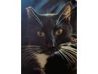 Adopt Betty the Cat! a Black & White or Tuxedo Domestic Shorthair / Mixed (short