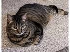Adopt Shawnee a Brown Tabby Domestic Shorthair / Mixed (short coat) cat in San