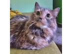 Adopt Tori a Tortoiseshell Domestic Longhair / Mixed cat in San Luis Obispo
