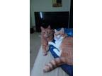 Adopt Doja & King a White (Mostly) American Shorthair / Mixed (short coat) cat