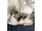 Adopt Calypso a Spotted Tabby/Leopard Spotted Domestic Shorthair / Mixed (short