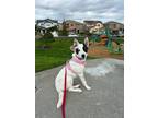 Adopt Belle a Black - with White Jack Russell Terrier / German Shepherd Dog /