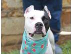 Adopt SPADE a White - with Black American Pit Bull Terrier / Mixed dog in