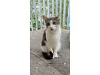 Adopt Luna a Gray or Blue (Mostly) American Shorthair / Mixed (short coat) cat