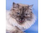 Adopt Lady a White (Mostly) Ragdoll / Mixed (long coat) cat in Towson
