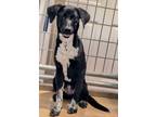 Adopt Karen a Black - with White English Pointer / Labrador Retriever / Mixed