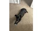 Adopt Mamacita a Black - with White American Pit Bull Terrier / Boxer / Mixed