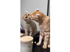 Adopt Ginger a Orange or Red American Curl / Mixed (medium coat) cat in