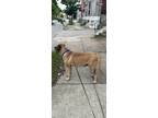Adopt Bebe a Tan/Yellow/Fawn Mastiff / Mastiff / Mixed dog in Timonium
