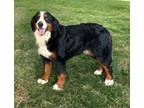 Adopt Deeter a Tricolor (Tan/Brown & Black & White) Bernese Mountain Dog / Mixed