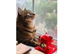 Adopt Kai a Brown Tabby Domestic Shorthair / Mixed (short coat) cat in Auburn