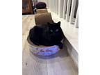 Adopt Zelda a Black (Mostly) American Shorthair / Mixed (short coat) cat in