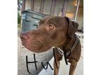 Adopt Hulk and Jack a Brown/Chocolate Labrador Retriever / American Pit Bull