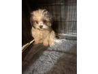 Adopt Milly a Black - with White Maltipoo / Mixed dog in Irvine, CA (41562850)