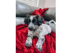 Adopt Rosie a Black - with White Brittany / Border Collie / Mixed dog in