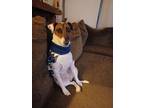 Adopt Buttercup a White - with Brown or Chocolate Jack Russell Terrier / Mixed