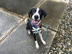 Adopt Ekko a Black Mixed Breed (Small) / Mixed Breed (Medium) / Mixed (short