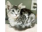 Adopt Terri a Tortoiseshell American Shorthair (medium coat) cat in Ramona