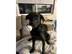 Adopt Kona a Black - with White Labrador Retriever / Australian Cattle Dog /