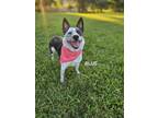 Adopt Blue a Brown/Chocolate - with White Blue Heeler / Mixed dog in Luttrell