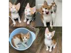 Adopt Miguel (8319) a Orange or Red (Mostly) Domestic Shorthair / Mixed (short