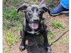 Adopt Janis a Black - with White English Pointer / Labrador Retriever / Mixed