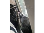 Adopt Louis a Black & White or Tuxedo Domestic Mediumhair / Mixed (medium coat)