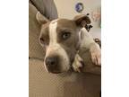 Adopt Penny a White - with Black American Pit Bull Terrier / Mixed dog in