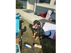 Adopt Tee a Brown/Chocolate Rottweiler / Labrador Retriever / Mixed dog in