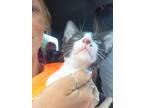 Adopt Lizzy a Black & White or Tuxedo Domestic Shorthair (short coat) cat in
