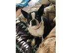 Adopt Pepsi a Black - with White Boston Terrier / Mixed dog in Mechanicsburg