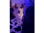 Adopt Bonnie a Tan/Yellow/Fawn - with White Mutt / Mixed dog in Bon Air