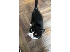 Adopt Oreo a Black & White or Tuxedo American Shorthair / Mixed (short coat) cat