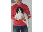 Adopt George a White - with Brown or Chocolate Labradoodle / English Springer