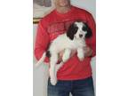Adopt Olivia a White - with Brown or Chocolate Labradoodle / English Springer