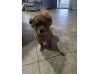 Adopt Cash a Red/Golden/Orange/Chestnut Pomeranian / Pekingese / Mixed dog in